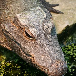 West African dwarf crocodile