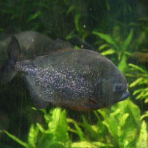 Red-bellied piranah