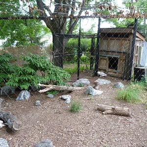 Snowy Owl Exhibit