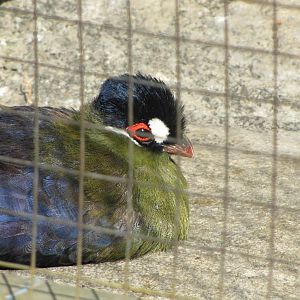 Hartlaub\'s Turaco (Tauraco hartlaubi) -(tehran zoo)
