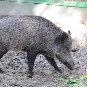 Wild boar(tehran zoo)