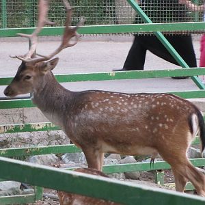 European Fallow deer(tehran zoo)