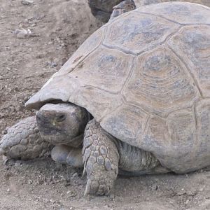 Testudo graeca(tehran zoo)
