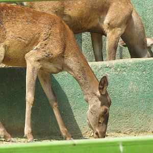 maral red deer (tehran zoo)