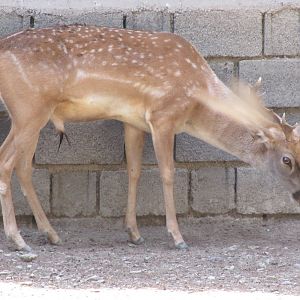 persian fallow deer(tehran zoo)