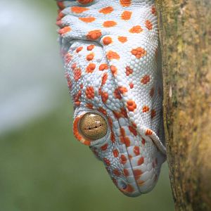 Tokay gecko