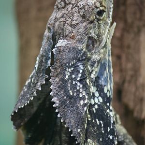 Frilled dragon
