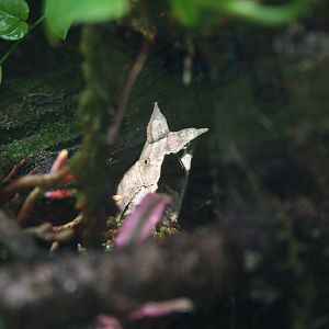 Long-nosed horned frog