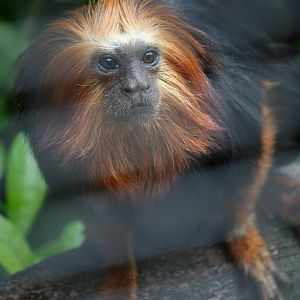 Golden-headed lion tamarin