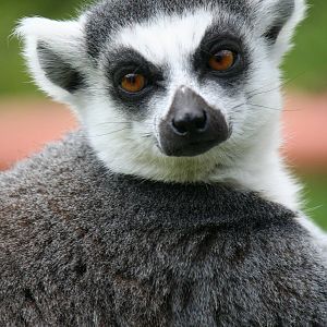 Ring-tailed lemur