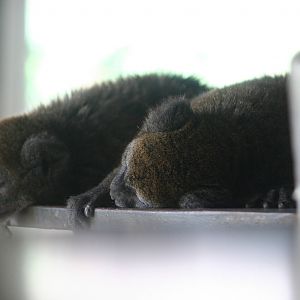 Alaotran bamboo lemur