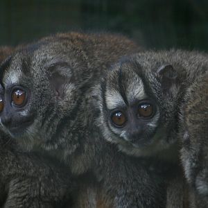 Grey-legged night monkey