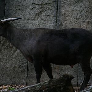Lowland anoa
