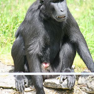 Sulawesi crested macaque