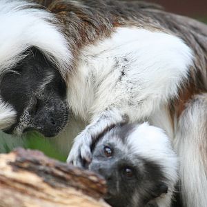 Cottontop tamarin