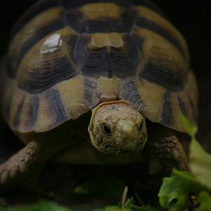 Egyptian tortoise