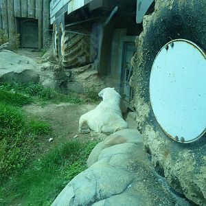 Anoki (?) by The Buggy