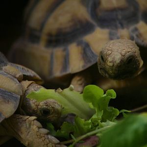 Egyptian tortoise