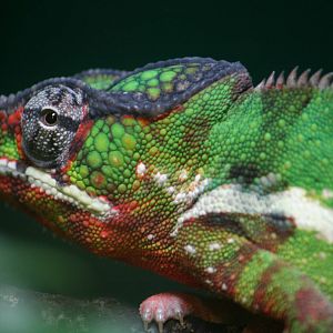 Panther chameleon