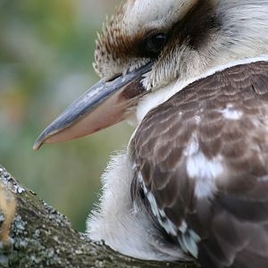 Laughing kookaburra