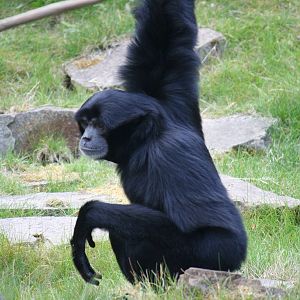Siamang