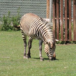 Hartmann's mountain zebra