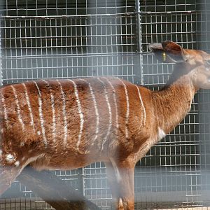 Nyala