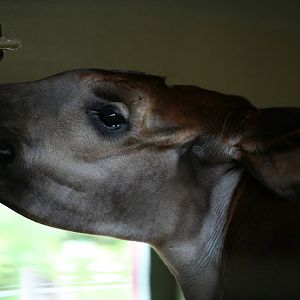 Okapi