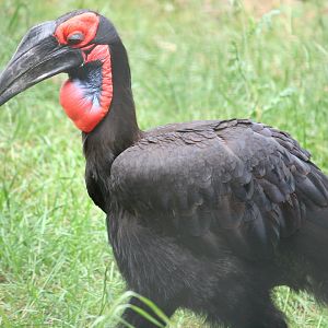 Southern ground hornbill