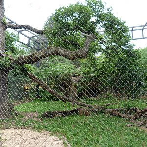 African Leopard Exhibit