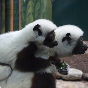 Entertainers of the Day