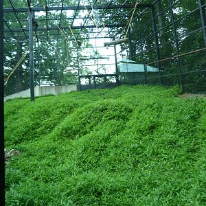 Chimpanzee Outdoor Exhibit