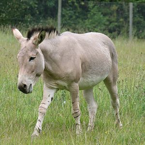Somali wild ass