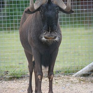 Black wildebeest