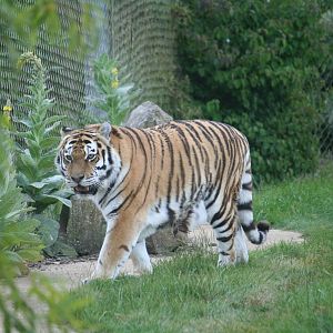 Siberian tiger