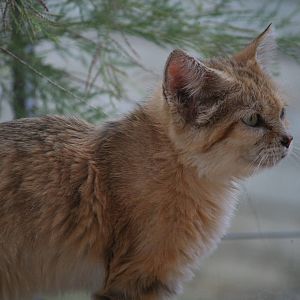 Arabian sand cat