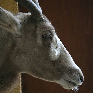 Addax