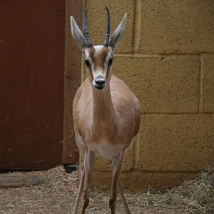 Saharan dorcas gazelle