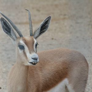 Saharan dorcas gazelle