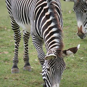 Grevy's zebra