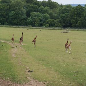 Giraffe in African paddock