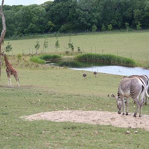 Waterbuck, Giraffe and Grevy's zebra in African paddock