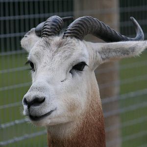 Nubian red-necked gazelle