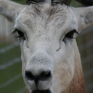 Nubian red-necked gazelle