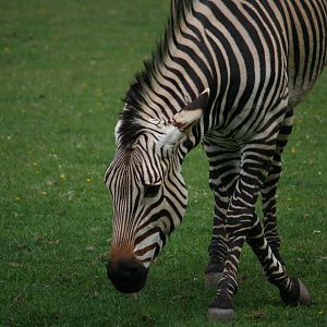 Hartmann's mountain zebra