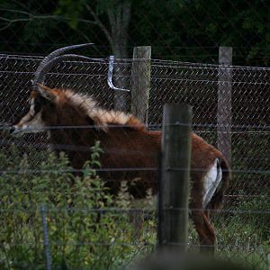 Black sable antelope