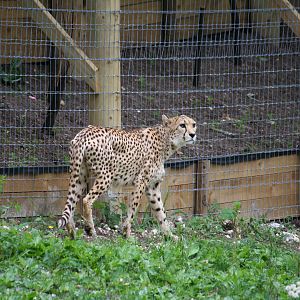 South African cheetah
