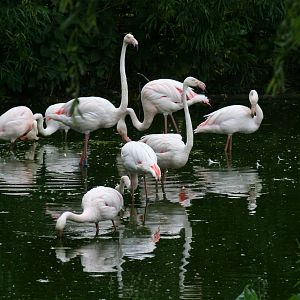 Greater flamingos