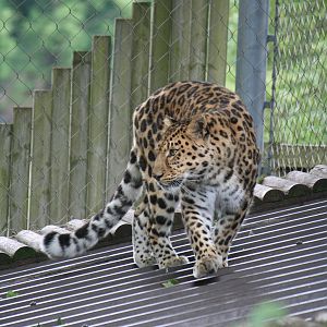 Amur leopard