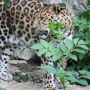 Amur leopard